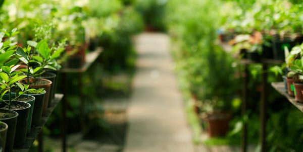 Special Report: Humidity and Climate Control – Weedize.com